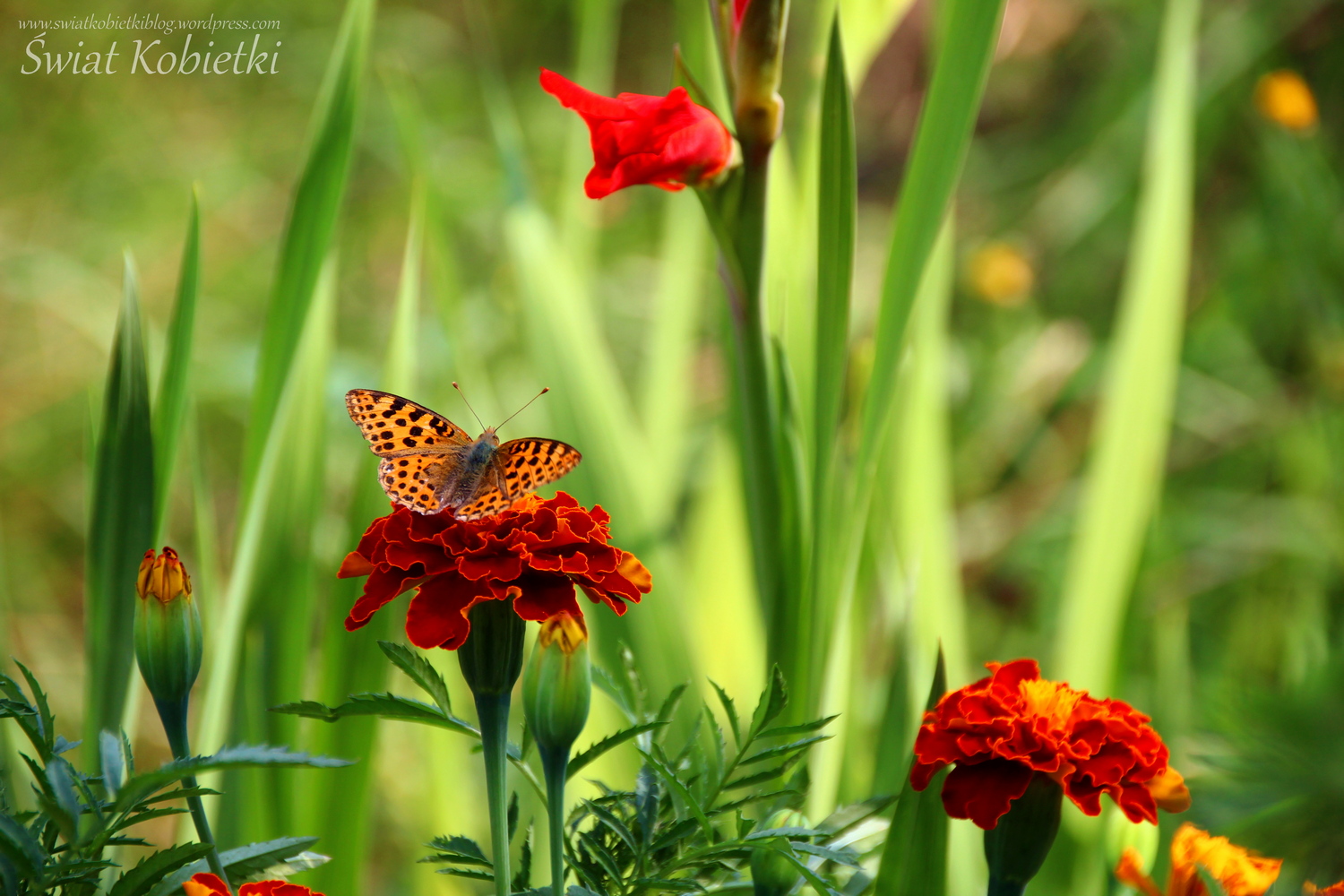 przyroda_motyl_kwiaty_ogród