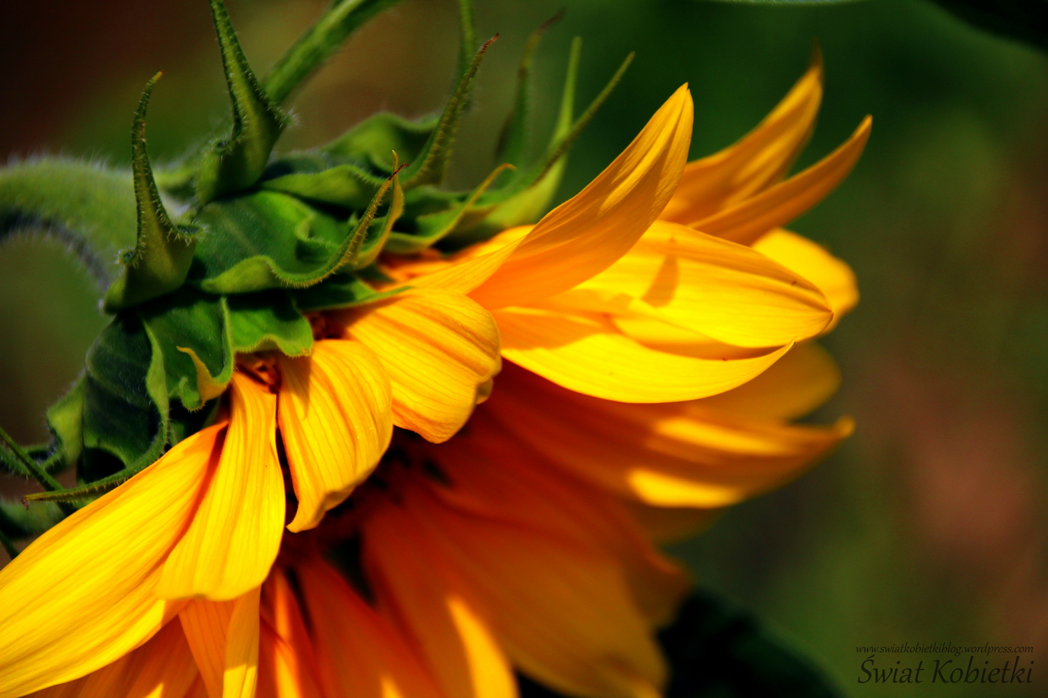 słonecznik_letni_kwiat_żółty_przyroda