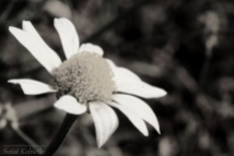 kwiat_biały_makro_czarno_biała_fotografia