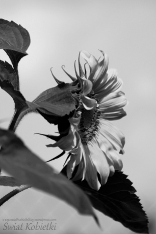 kwiat_black_and_white_makro