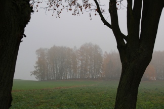 mgła_widok_las_drzewa