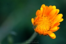kwiat_pomarańczowy_flowers_foto_makro_2
